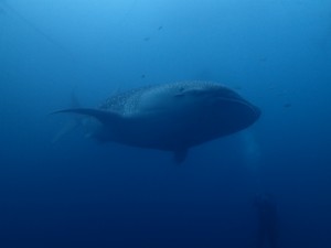 P4100145
