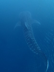 P4100158