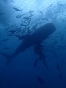 P4100244
