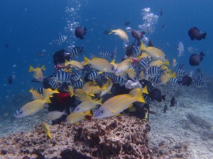 P5023523
