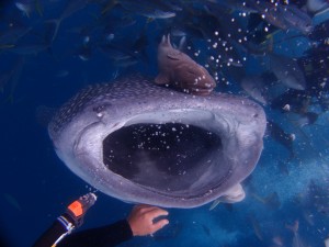 P5033680