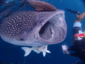 P5033692