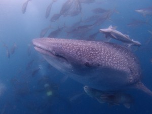 P5033810
