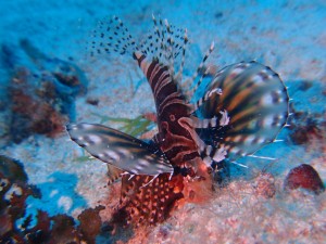 P5064074
