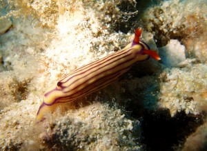 P5064146