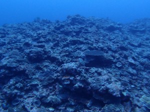 P5064155