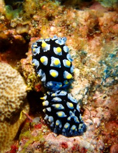 P5064166