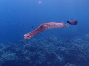 P5084318