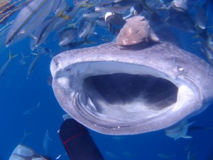 P5154629