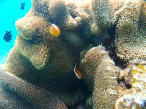 P5174748