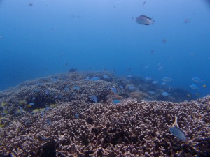 P5174788