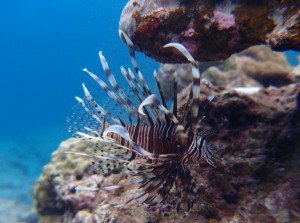 P5285485
