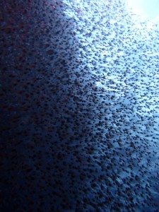 P7148430