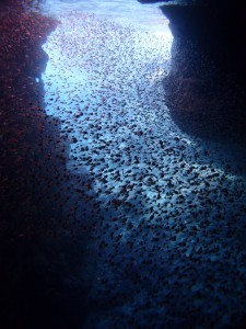 P7148445