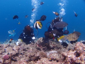 P7279353