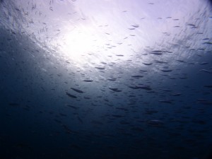 P8020082