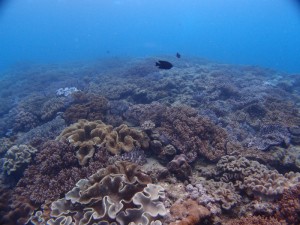 P8070596