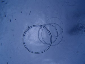 P8171418