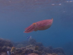 P9285216