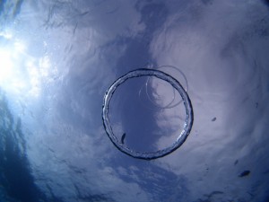 P9295391