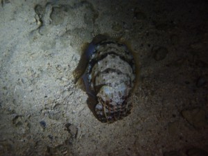 PB018455