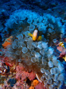 PB058732