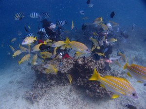 PB089232