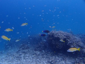 PB089242