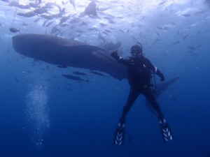 PB099343