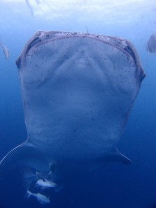 PB099347