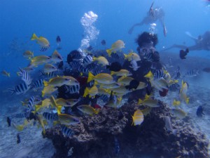 P1011034