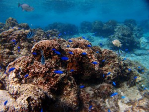 P1312117