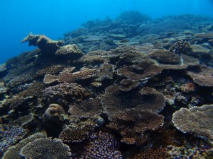 P2132685