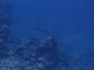P2192968