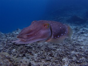 P2192991