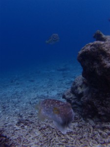 P2193003