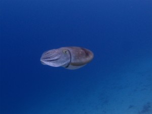 P2193012