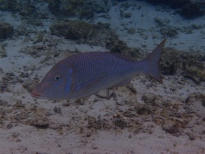 P2243283