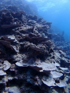 P2263475