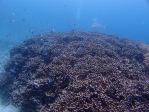 P3201231