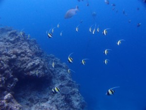 P4092029