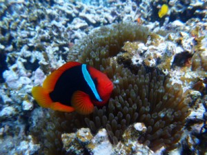 P4222686